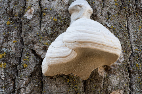 View of the underside of white banded bracket tree fungus covered with many small holes. 