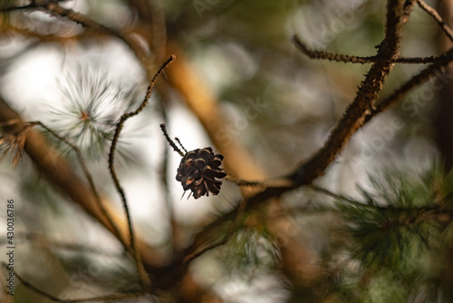A pine cone on a branch, surrounded by evergreen coniferous forest blurred background.