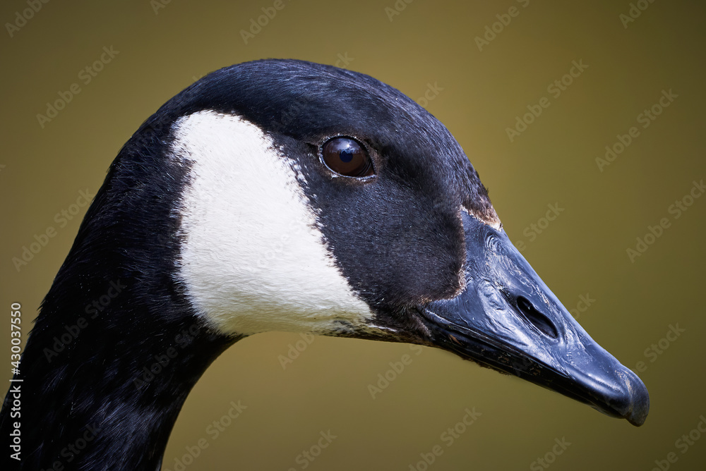 Canada Goose head close-up ( Branta Canadensis )