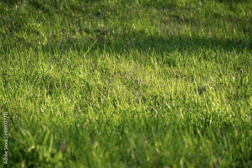 A grassy spring background in a contoured evening light