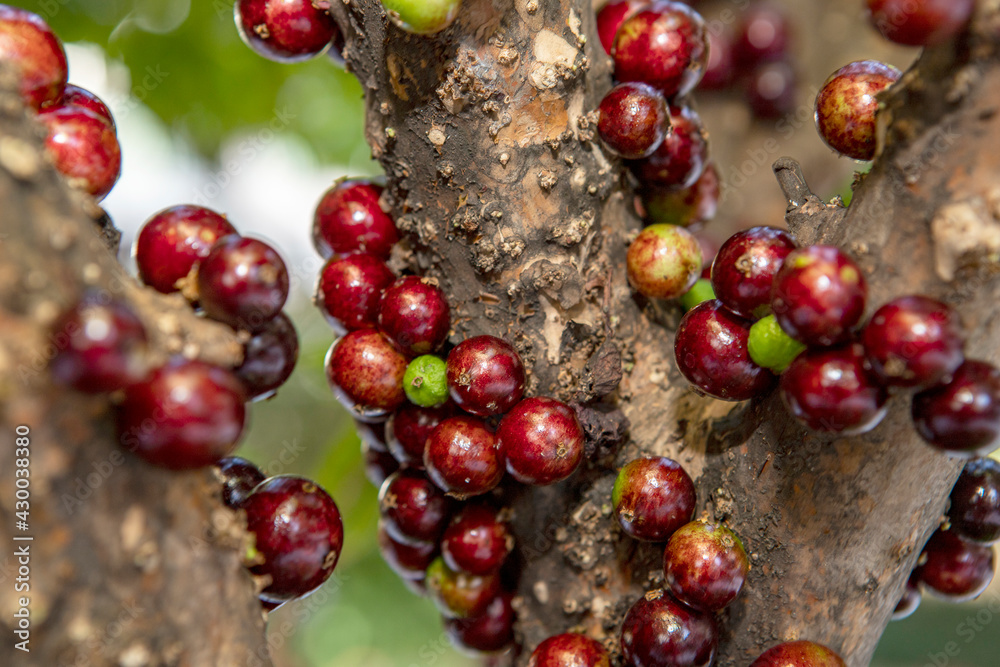 The exotic fruit of the jaboticaba growing on the tree trunk The exotic fruit of the jaboticaba growing on the tree trunk