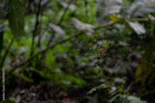 Spiderweb in Colombian natural Park