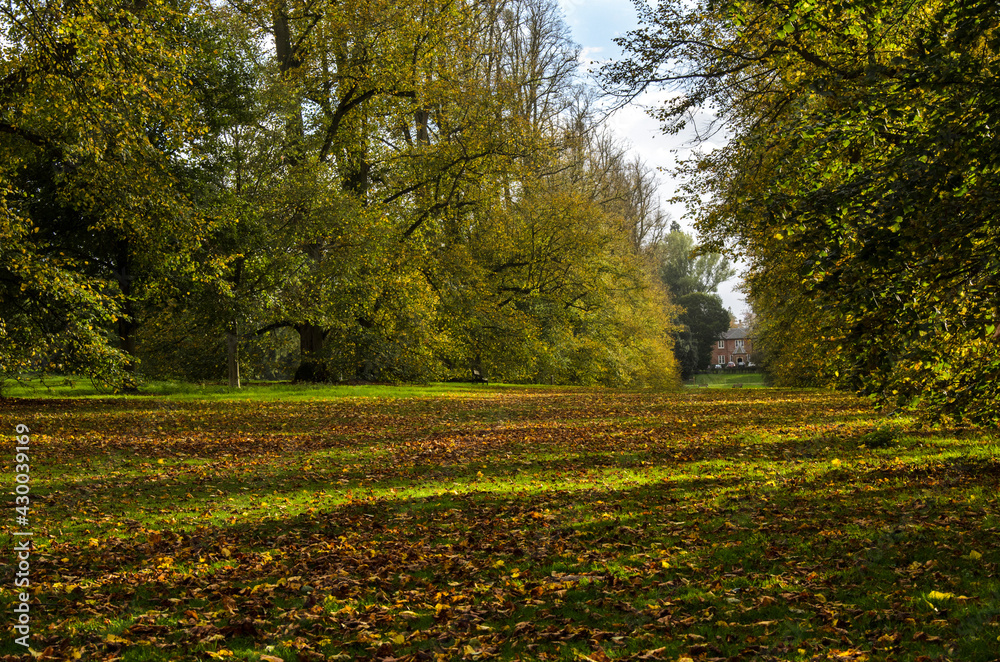 Naklejka premium Autumn park view