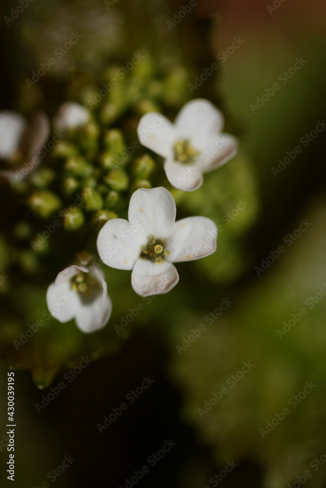 Wild small flower close up Diplotaxis erucoides family Brassicaceae botanical modern high quality big size print Wild small flower close up Diplotaxis erucoides family Brassicaceae botanical modern high quality big size print