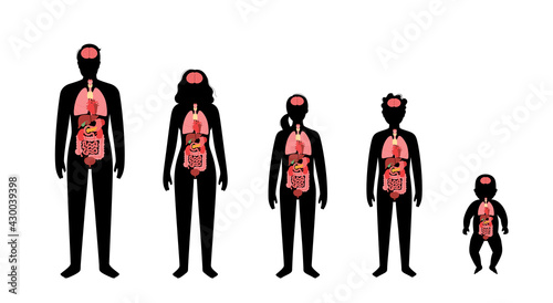 Human internal organs