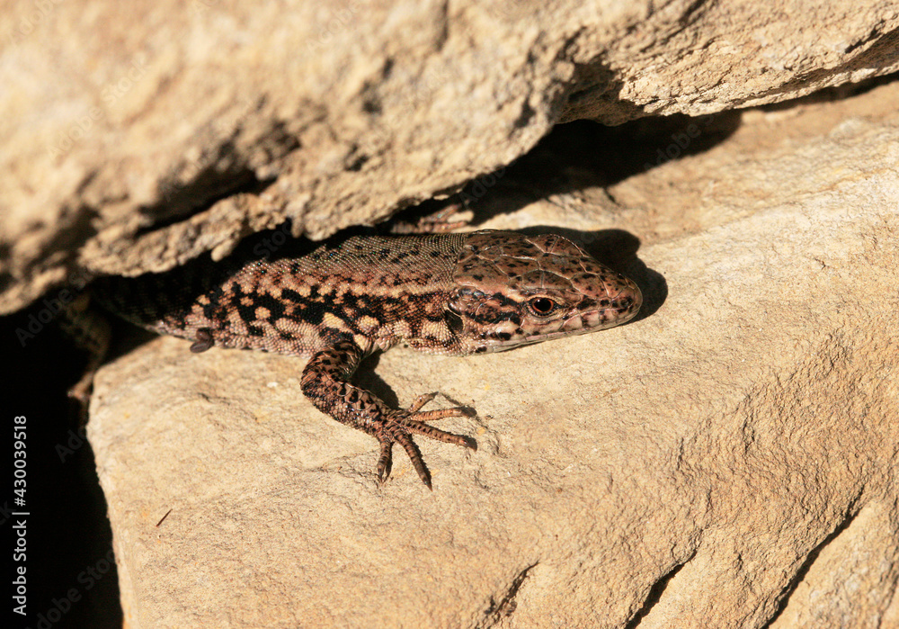 Wall Lizard at a wall, Wartberg, Heilbronn, Germany, Europe Wall Lizard at a wall, Wartberg, Heilbronn, Germany, Europe