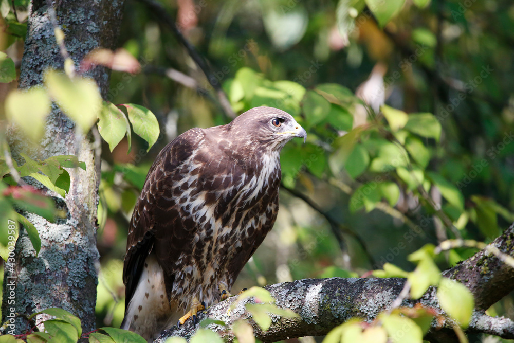 A common buzzard on a tree A common buzzard on a tree