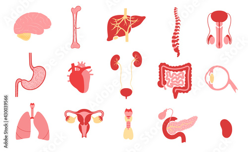 Human internal organs