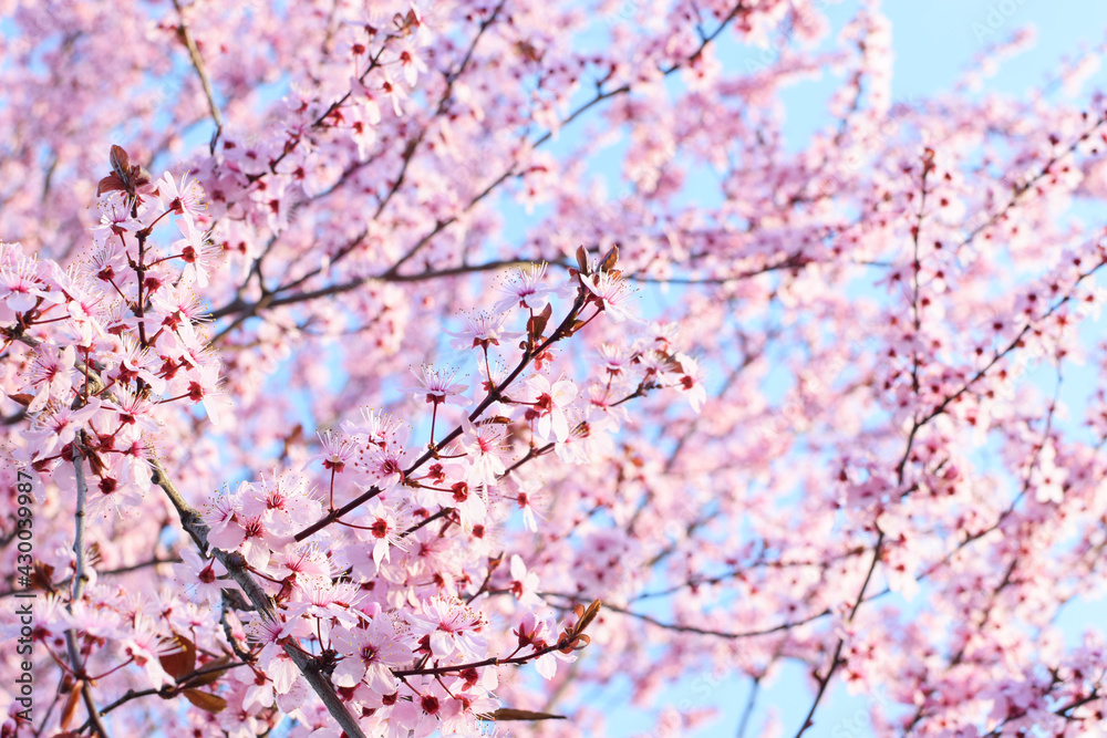 Beautiful blooming trees with pink sakura flowers in spring. Sakura blossom (sakura hanami). Beautiful blooming trees with pink sakura flowers in spring. Sakura blossom (sakura hanami).