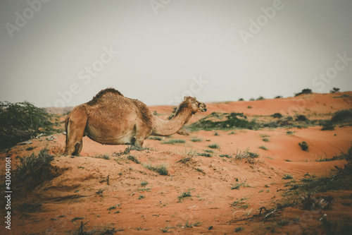 Camel in the Desert, Ras al Khaimah (Ra’s al-Chaima), Vereinigte Arabische Emirate, Asien