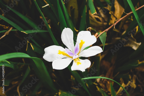 Flor branca com amarelo e roxo