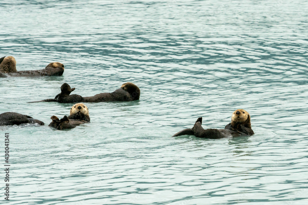 Sea Otters, seen while sailing from Valdez, Alaska Sea Otters, seen while sailing from Valdez, Alaska