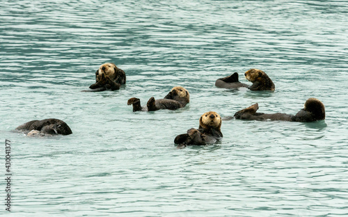 Sea Otters, seen while sailing from Valdez, Alaska