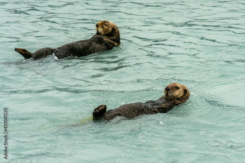 Sea Otters, seen while sailing from Valdez, Alaska © DiegoRussoPh