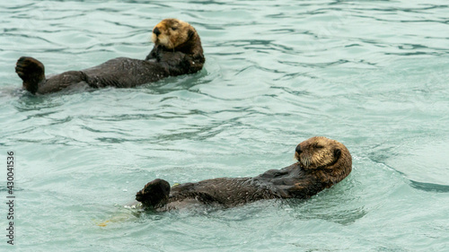 Sea Otters, seen while sailing from Valdez, Alaska © DiegoRussoPh