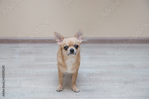 Moscow toy terrier on the floor in the hallway © галина шарапова