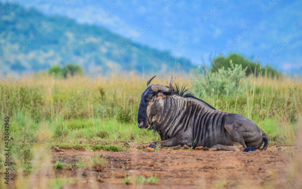 Fototapeta premium Blue wildebeest, Connochaetes taurinus sitting and relaxing in South Africa game reserve