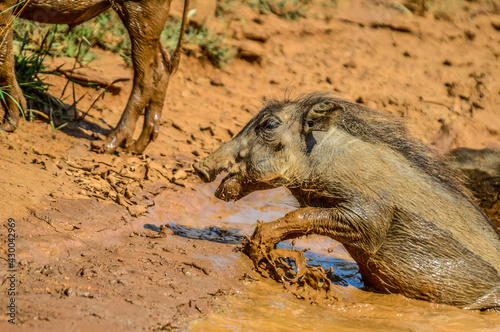 Young warthog having mmud batch in a waterhole in Pilansberg national park during hot summer photo