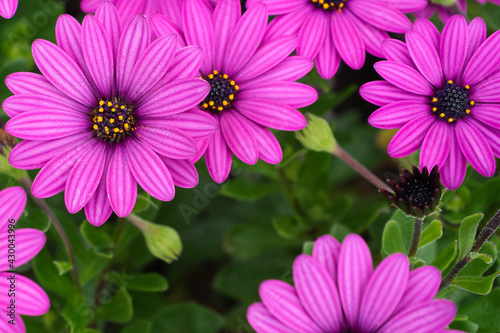 Background of lilac daisies. Botanical name  Osteospermum ecklonis