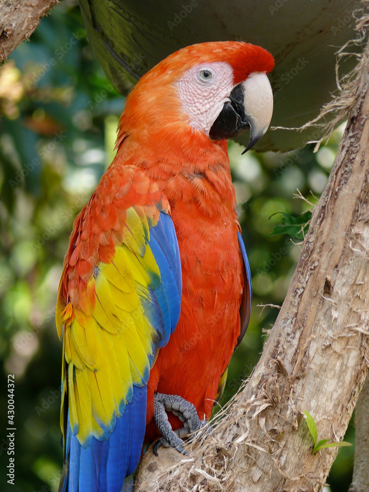 Fototapeta premium red and yellow macaw