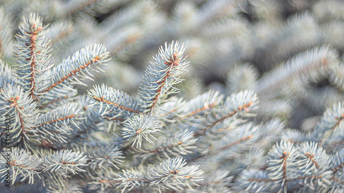 beautiful defocused view of coniferous needles  pine  spruce  fir . 16 9 wide image.