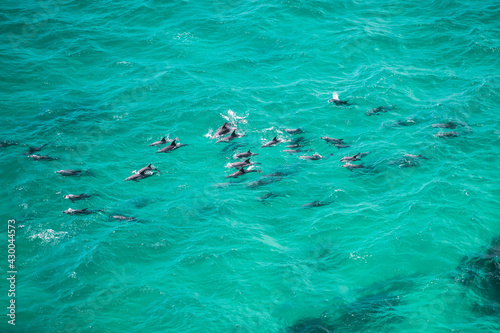 A pod of dolphin swimming in the crystal clear water  Byron Bay Australia