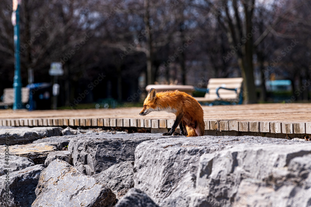 Φωτογραφία A mother red fox (Vulpes vulpes) stands outside her den which is underneath the popular and busy Boardwalk in Toronto's Beaches neighbourhood