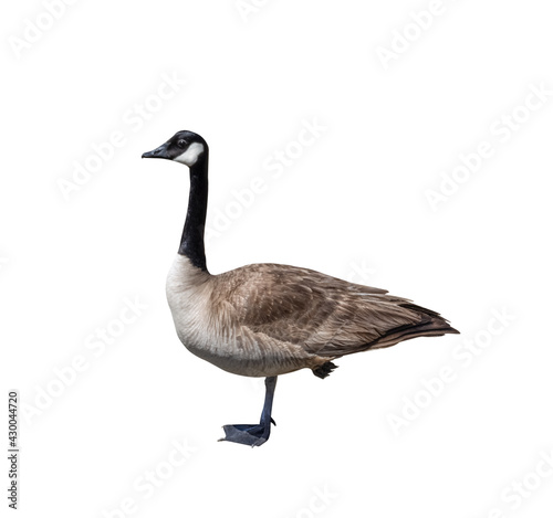 Canada goose standing on one leg isolated on white background