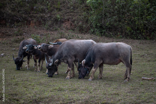 A buffalo family eating grass on hike from Kalaw to Inle Lake © Arvid Norberg