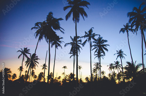 palm tree silhouette © Marisangela