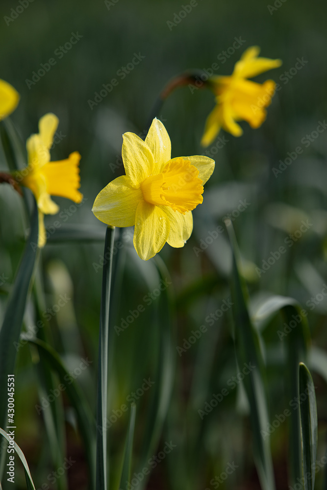 fresh bright narcissus flowers in the field in nature fresh bright narcissus flowers in the field in nature