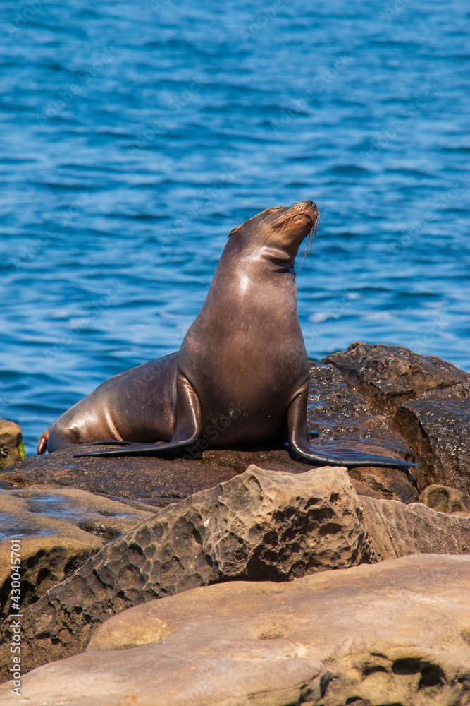 Fototapeta premium Sea lion on the rocks