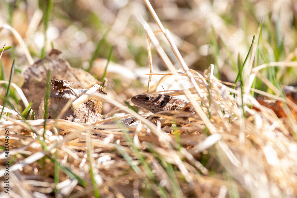 frog in the grass frog in the grass
