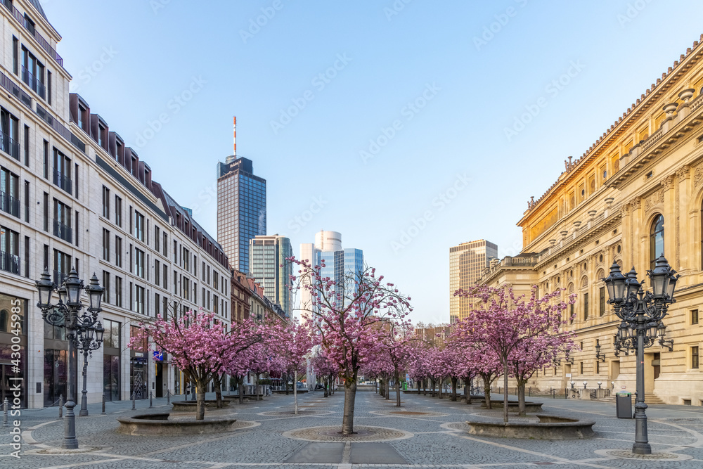 Cherry blossom trees old opera Frankfurt-4
