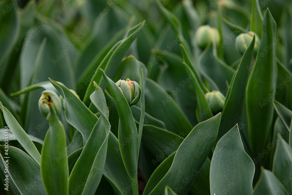 Obraz premium Mixed color tulips growing in the natural field. Best for the illustration of celebration, birthday, party, banner, spring, freshness, and summer