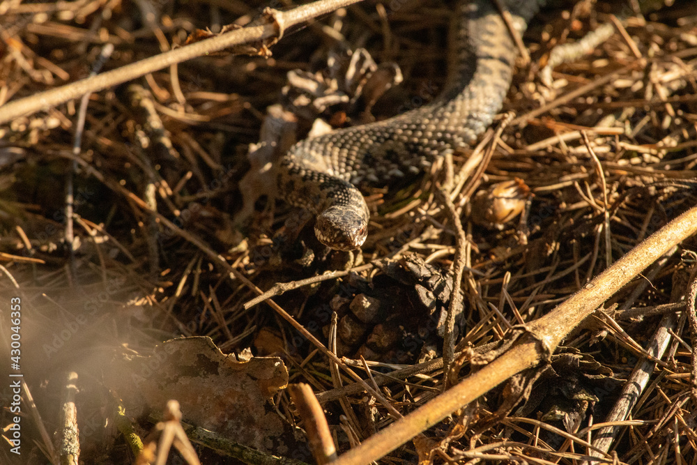 snake in the grass snake in the grass