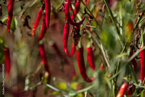 Organic red chili growing on a local farm field in Shan state, Myanmar