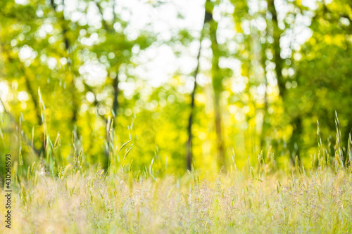 Fototapeta Naklejka Na Ścianę i Meble -  Selective and soft focus of grass, flowers and wild plants moving by a blowing wind and illuminated by a golden sunset. Blurred forest in the background.