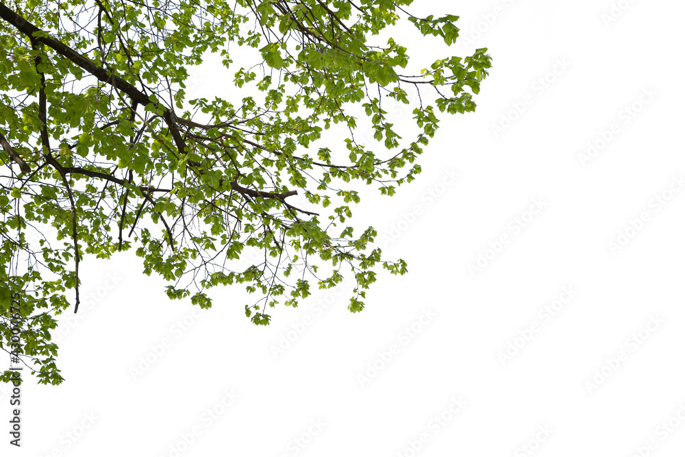 Green leafed branches of a tree isolated on white background. Green leafed branches of a tree isolated on white background.
