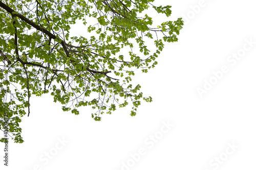 Green leafed branches of a tree isolated on white background.