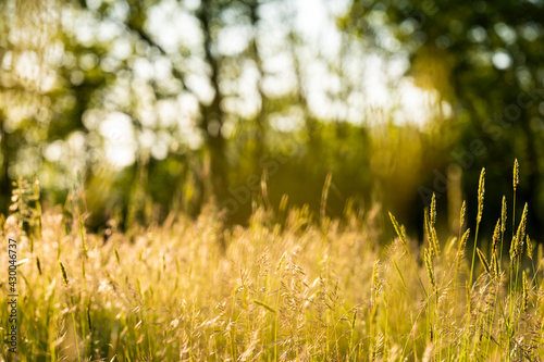 Selective and soft focus of grass, flowers and wild plants moving by a blowing wind and illuminated by a golden sunset. Blurred forest in the background.
