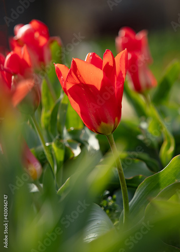 Red tulip flowers in the natural park 