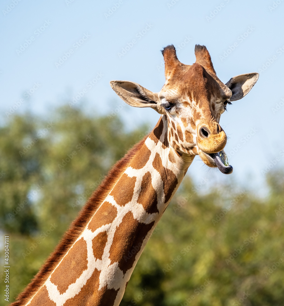 Obraz premium Reticulated giraffe eating with its tongue out