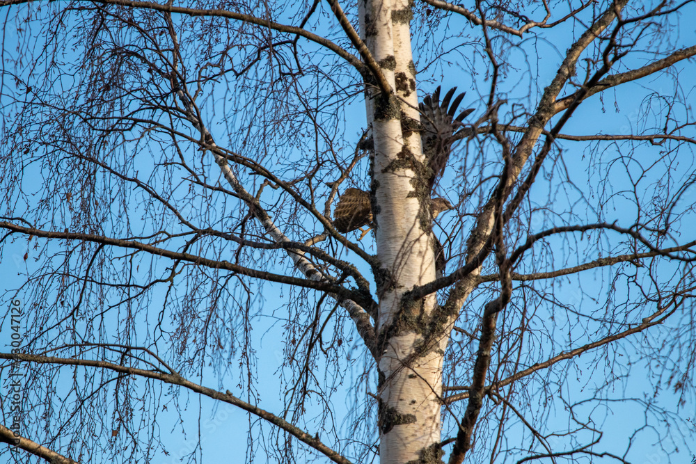 hawk in the air