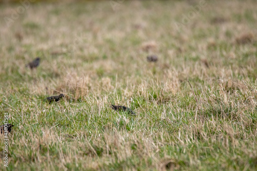 grass on the ground © Rickard