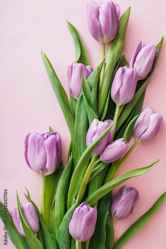Obraz premium Purple tulips on pink background. Flat lay, top view. Flower composition. Spring time concept