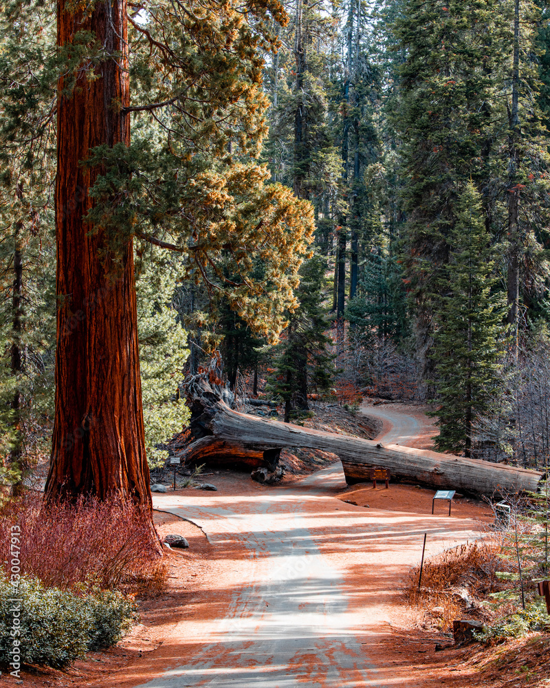 Landscape of Tunnel Log at Sequoia National Park in the forest with trees amongst nature. Landscape of Tunnel Log at Sequoia National Park in the forest with trees amongst nature.