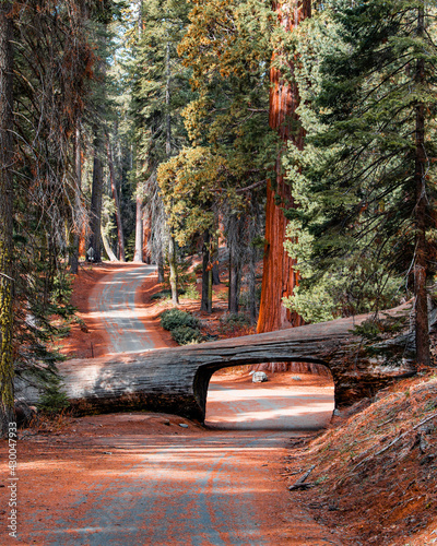 Fotografía Landscape of Tunnel Log at Sequoia National Park in the forest with trees amongst nature