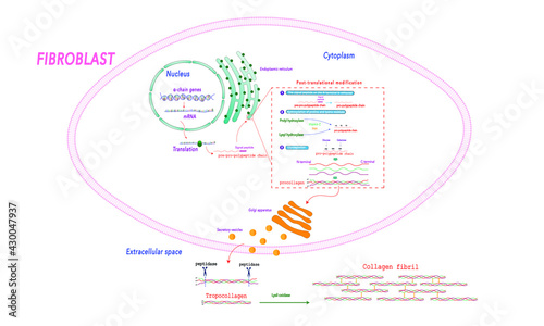 Collagen metabolism [Synthesis]