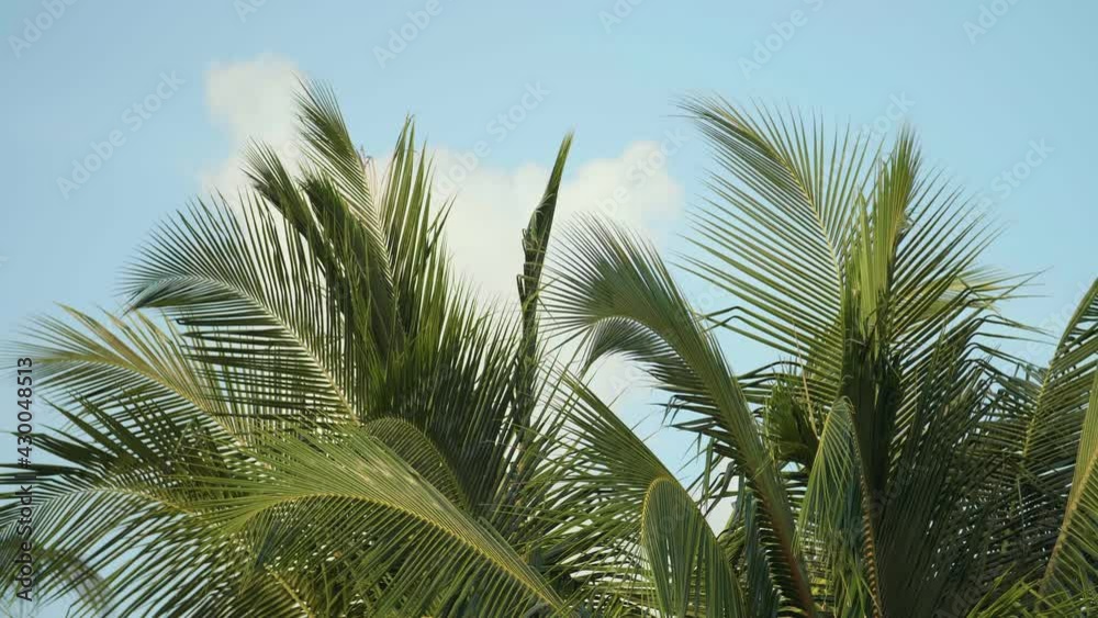 Tropical green palm tree leaves on bright sunny day. Blue sky and slow moving relaxing tropical island landscape great for background graphics Tropical green palm tree leaves on bright sunny day. Blue sky and slow moving relaxing tropical island landscape great for background graphics